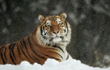 Siberian Tiger - Harbin - China - China