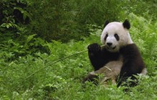 Giant Panda Eating Bamboo - Wolong Reserve - China