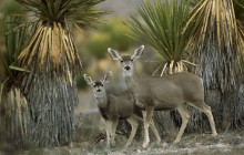 Mule Deer Amid Yucca - Chihuahuan Desert - Mexico