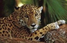 Jaguar Profile HD wallpaper - Belize