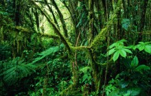 Monteverde Rainforest - Costa Rica