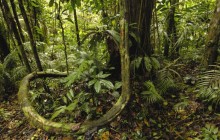 Yasuni National Park - Amazon Rainforest - Ecuador