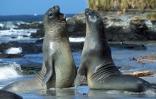 Elephant Seals - Falkland Islands