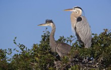 Great Blue Herons at Nest - Venice Rookery - Florida
