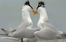 Royal Tern Pair Courting - Florida