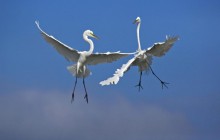 Male Great Egrets Fighting in Flight - Venice - Florida