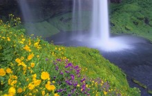 Seljalandsfoss Falls and Wildflowers - Iceland
