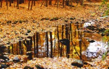 Forest Reflections After an Autumn Rain - Indiana