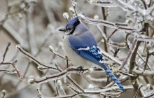 Blue Jay Perched in Ice Encrusted Star Magnolia - Indiana