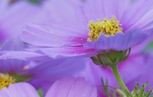 Close-up of a Cosmos Flower - Maine