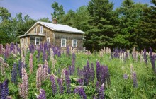 Lupines in Bloom - Edgecomb - Maine