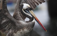 Peruvian Pelican - Peru