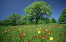 Wildflowers - Fredericksburg - Texas