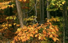 Beech Trees - Green Mountain Forest - Vermont