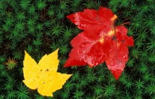 Autumn Leaves on Forest Floor - Vermont