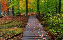 An Autumn Walk - Virginia