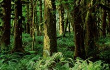 Quinault Rainforest - Washington
