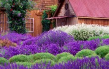 Purple Haze Lavender Farm - Sequim - Washington