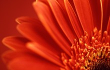 Red gerbera daisy images