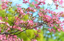Magnolia tree images