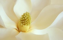 Magnolia blossom wallpaper