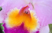 Macro View of an Orchid wallpaper - Orchids