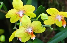 Yellow Orchids wallpaper - Orchids