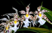 Orchid photos - Orchids