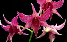 Blooming orchid wallpaper - Orchids