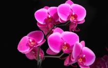 Beautiful pink orchid wallpaper - Orchids