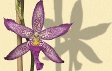 Star Orchid wallpaper - Orchids