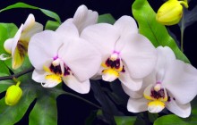 Orchid branch background - Orchids
