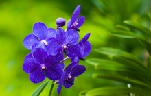 Blue orchids wallpaper - Orchids