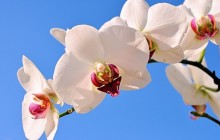 White orchid wallpaper - Orchids