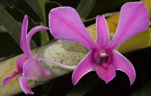 Lim Chong Orchid wallpaper - Orchids