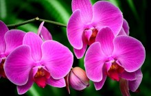 Pink orchid flower wallpaper