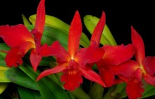 Red orchid flower wallpaper - Orchids
