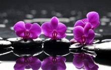 Beautiful orchids wallpaper - Orchids