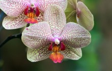 White purple orchid wallpaper - Orchids