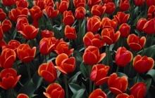 Holland tulips wallpaper - Tulips