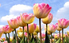 Pink yellow tulips wallpaper - Tulips