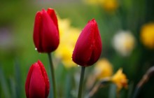 Fresh tulip buds wallpaper - Tulips