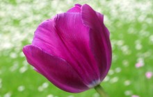 Purple tulip against meadow - Tulips