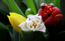 Picture of tulips - Tulips