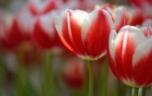 Red white tulips wallpaper - Tulips