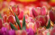 Pink and yellow tulips image - Tulips