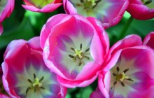Delicate pink tulips top view wallpaper - Tulips