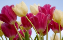 Tulips pic - Tulips