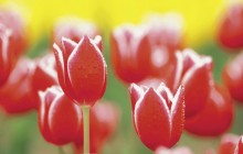 Dew red white tulips wallpaper - Tulips
