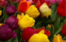 Colorful tulips flowers wallpaper - Tulips